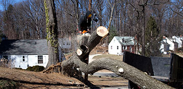 tree removal in Aurora