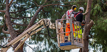 tree service in San Diego