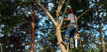 tree trimming in San Diego