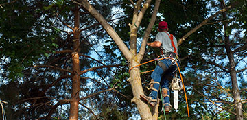 tree trimming in Durham